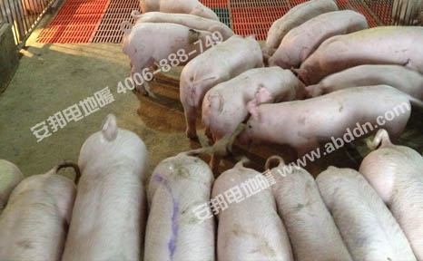 久久AⅤ天天射区二区 安徽绿健猪舍养殖保温发热电缆电地暖(图5)