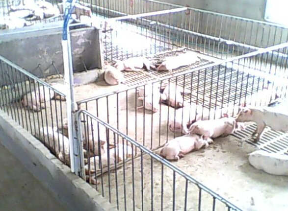 久久91亚洲成人电影 安邦集团发热电缆用于养殖场保温室采暖安装示意图(图3)